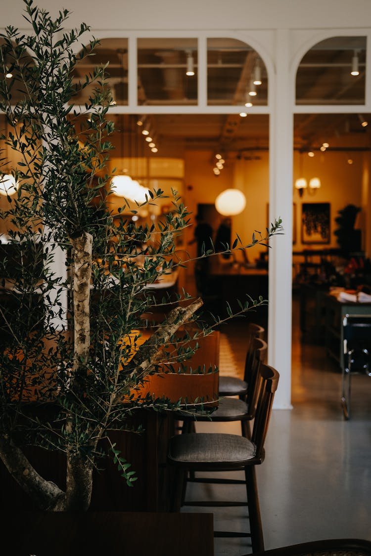 Plant And Chairs In Restaurant