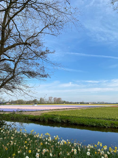 Daffodil Flowers Growing in a Meadow and a River 