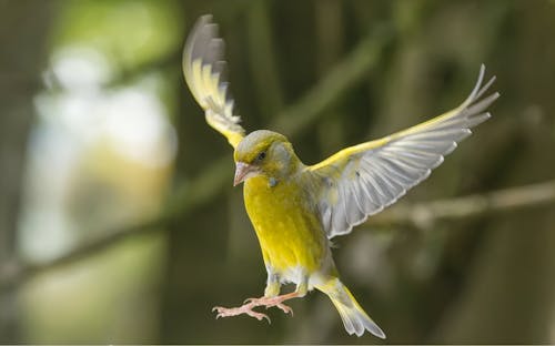 動物, 歐洲綠翅雀, 特寫 的 免費圖庫相片