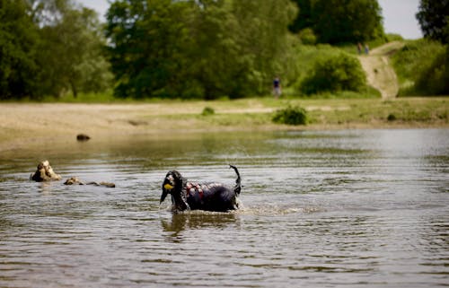 Dog Playing in Lake