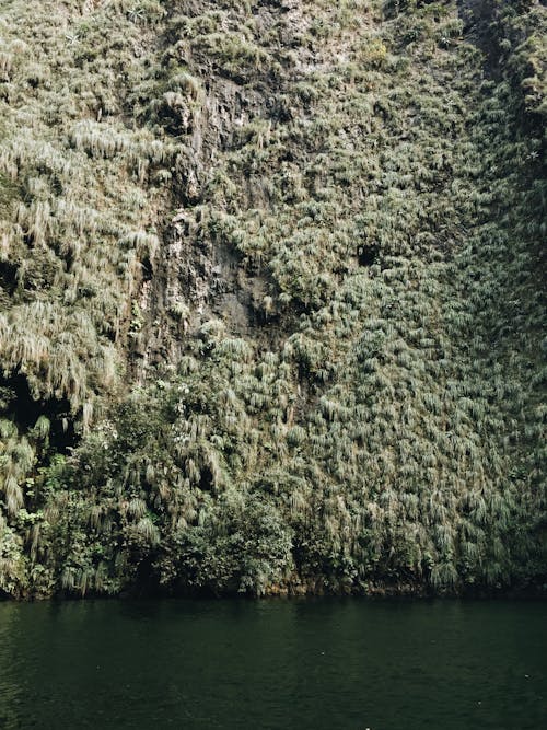 Foto profissional grátis de água, árvores, flora