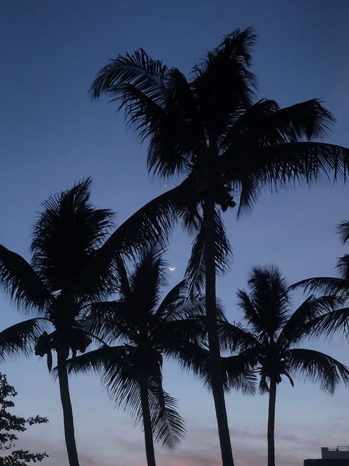 Free Palm trees silhouetted against a twilight sky with a crescent moon. Stock Photo