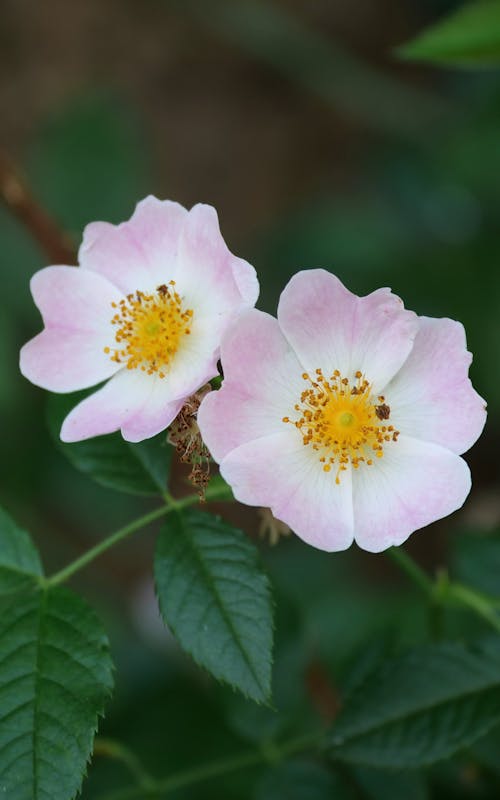 Wild Rose Flowers Close-up