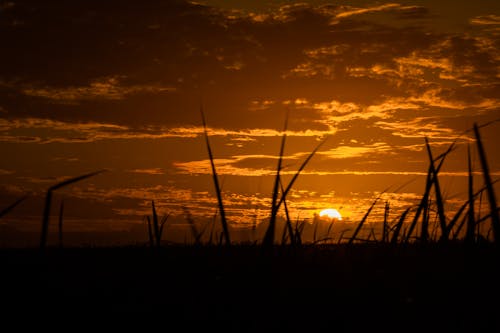 Silhouette of Grass Blades against the Dramatic Sky at Sunset 