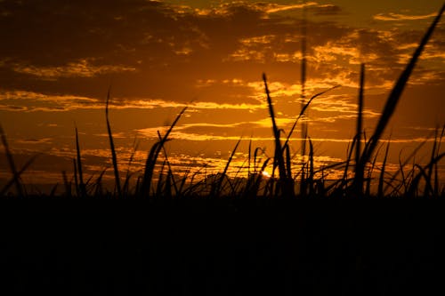 Silhoutte of Grass Blades at Sunset 