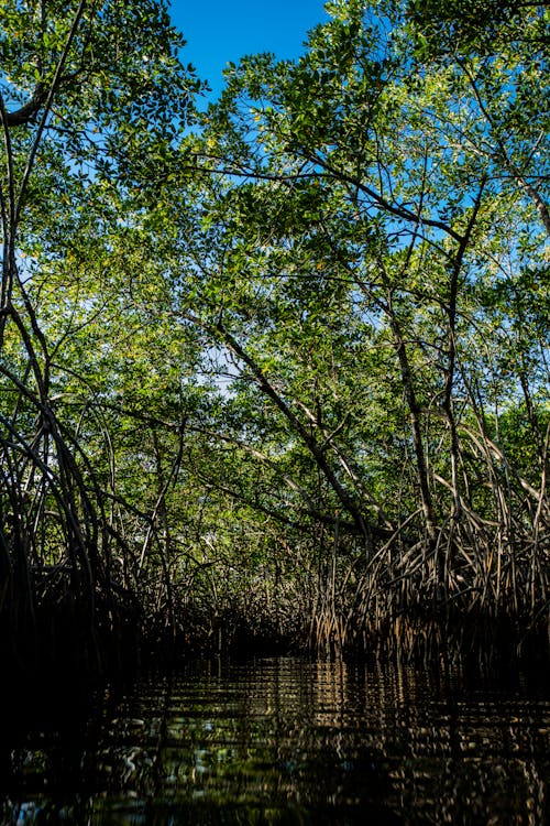 River in a Forest