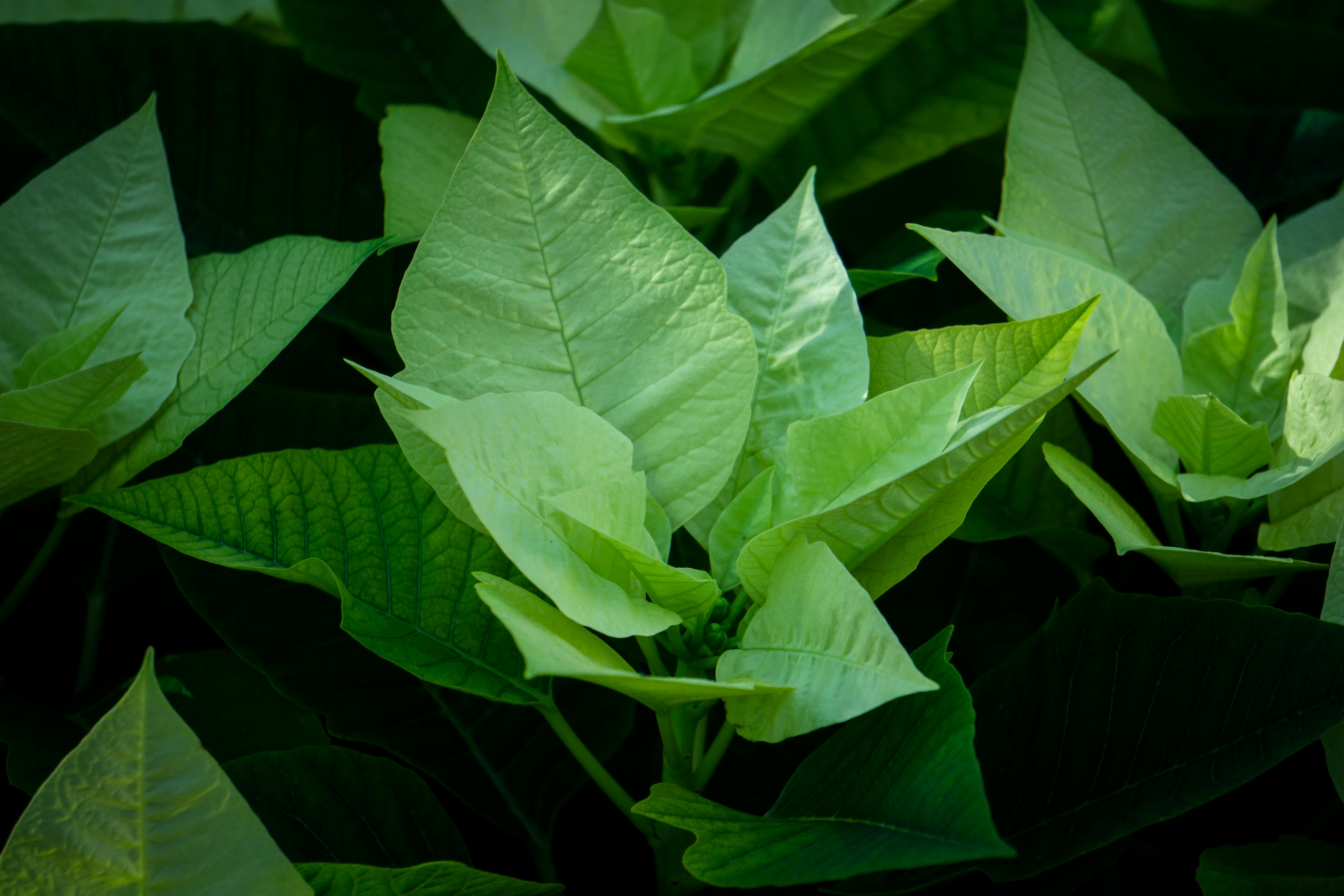 Green Poinsettias and Winter Foliage - Green Christmas card ideas