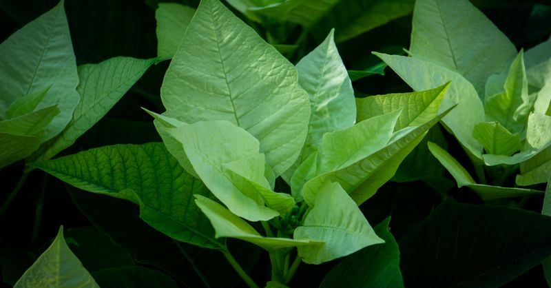 Poinsettia : Guide Entretien et Soins 2026