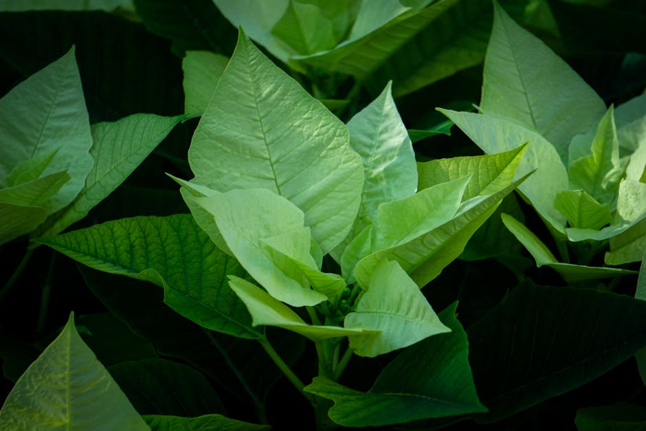 Green Poinsettias and Winter Foliage - Green Christmas card ideas