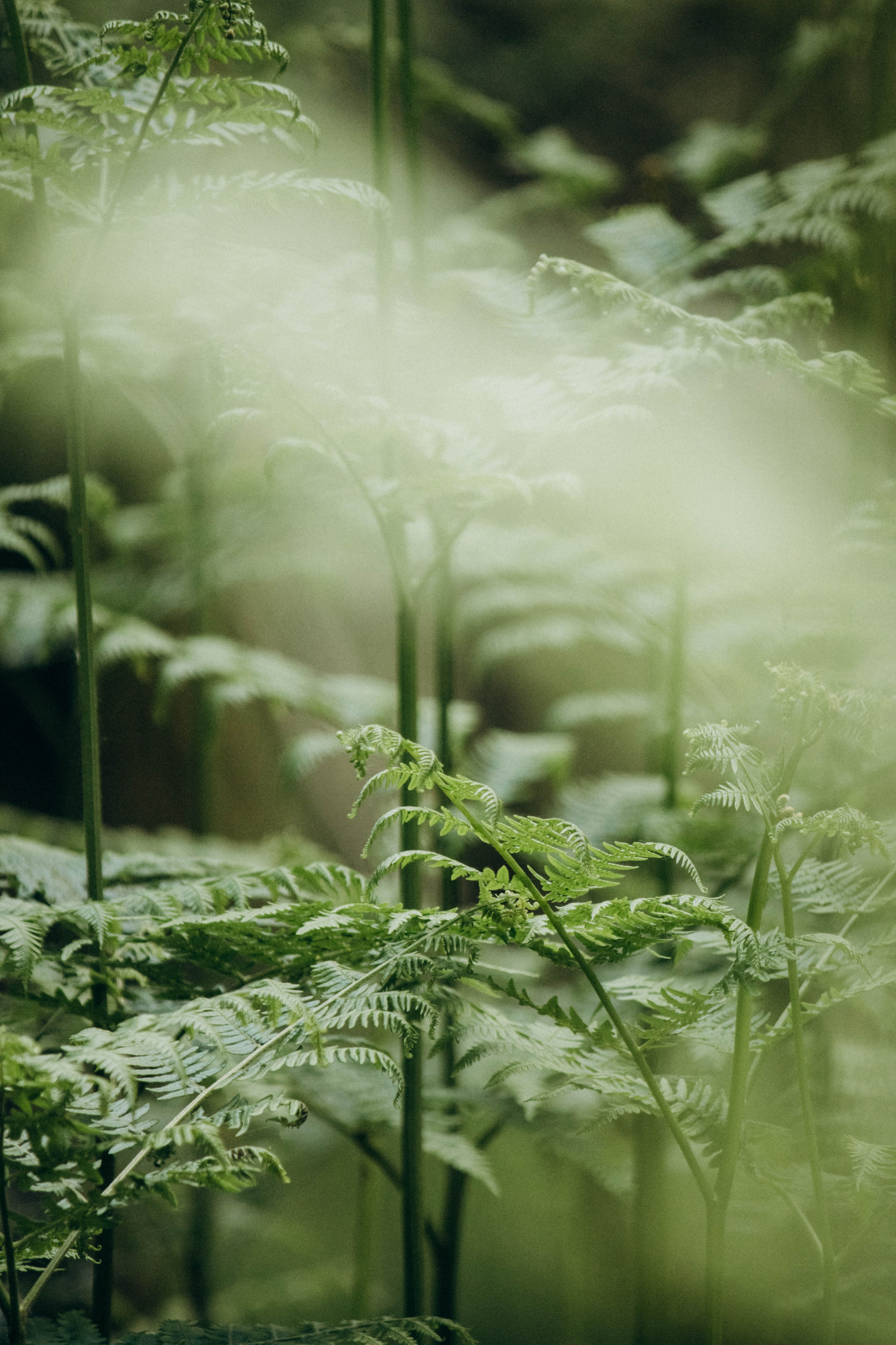 Fern Leaves and Stems in the Mist · Free Stock Photo