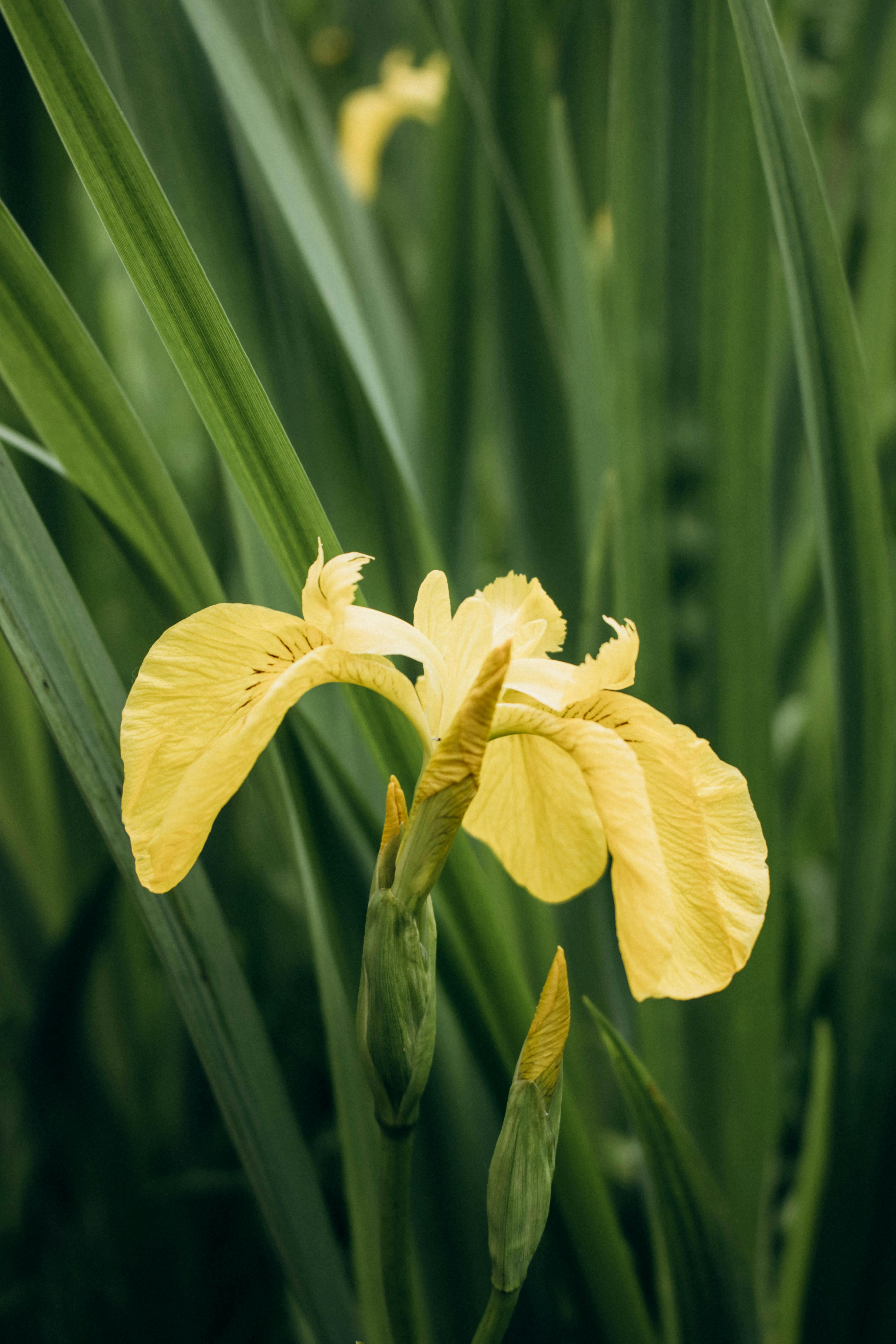 Detailed view of a beautiful yellow iris flower blooming in a garden setting.