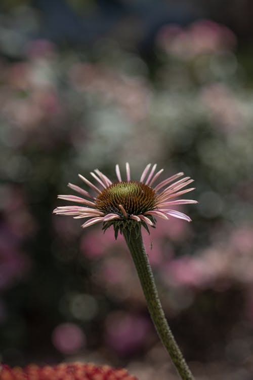 Imagine de stoc gratuită din floare, focalizare selectivă, fotografiere verticală