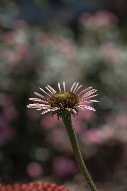 Flower in Nature