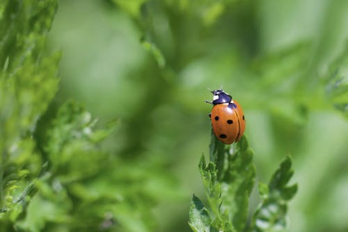 Close-up of a Ladybird on a Leaf 