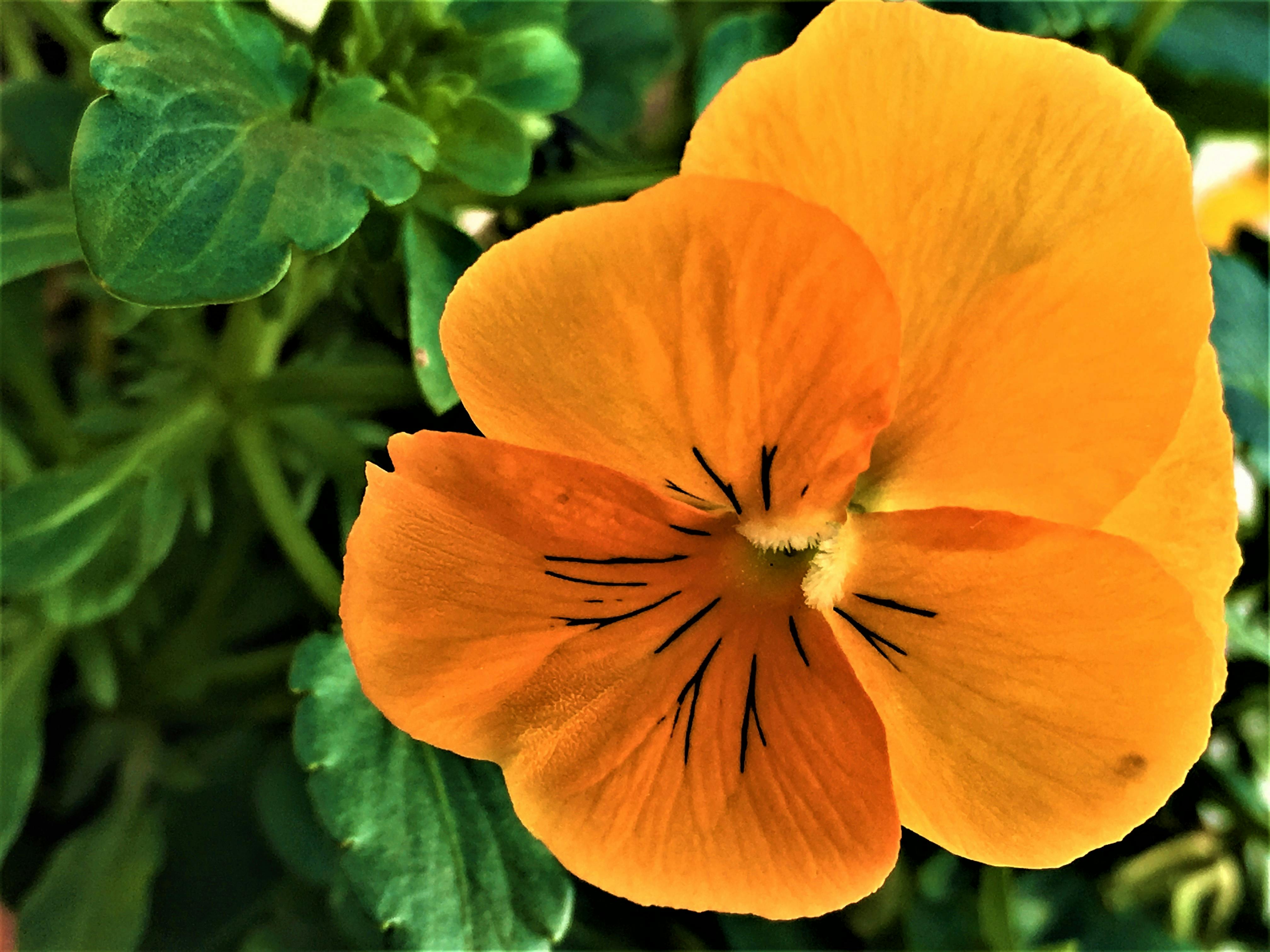 Free stock photo of flowers, nature, orange