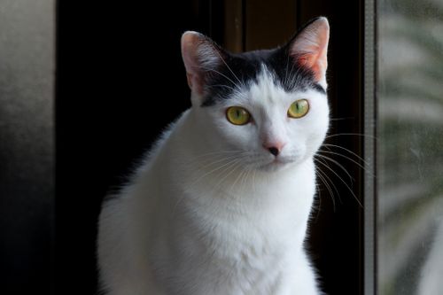 Free A captivating portrait of a white and black domestic cat sitting by a window, looking directly at the camera. Stock Photo