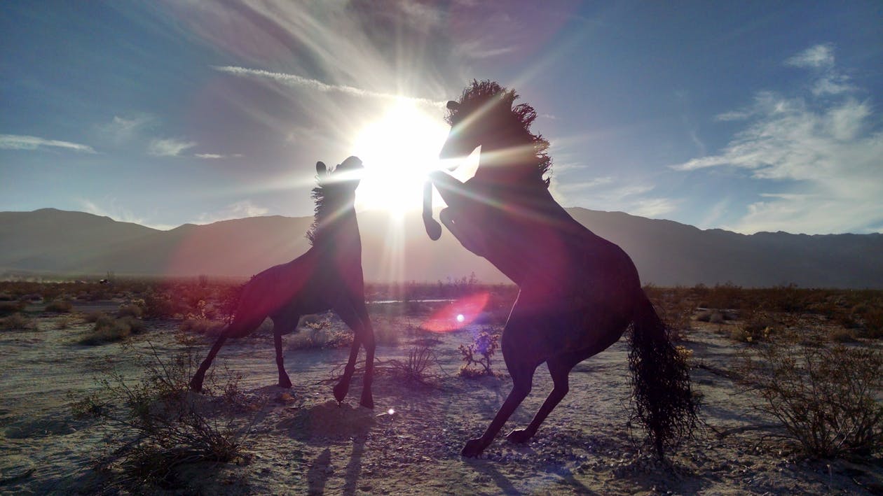 бесплатная Силуэты 2 лошадей возле горы в дневное время Стоковое фото