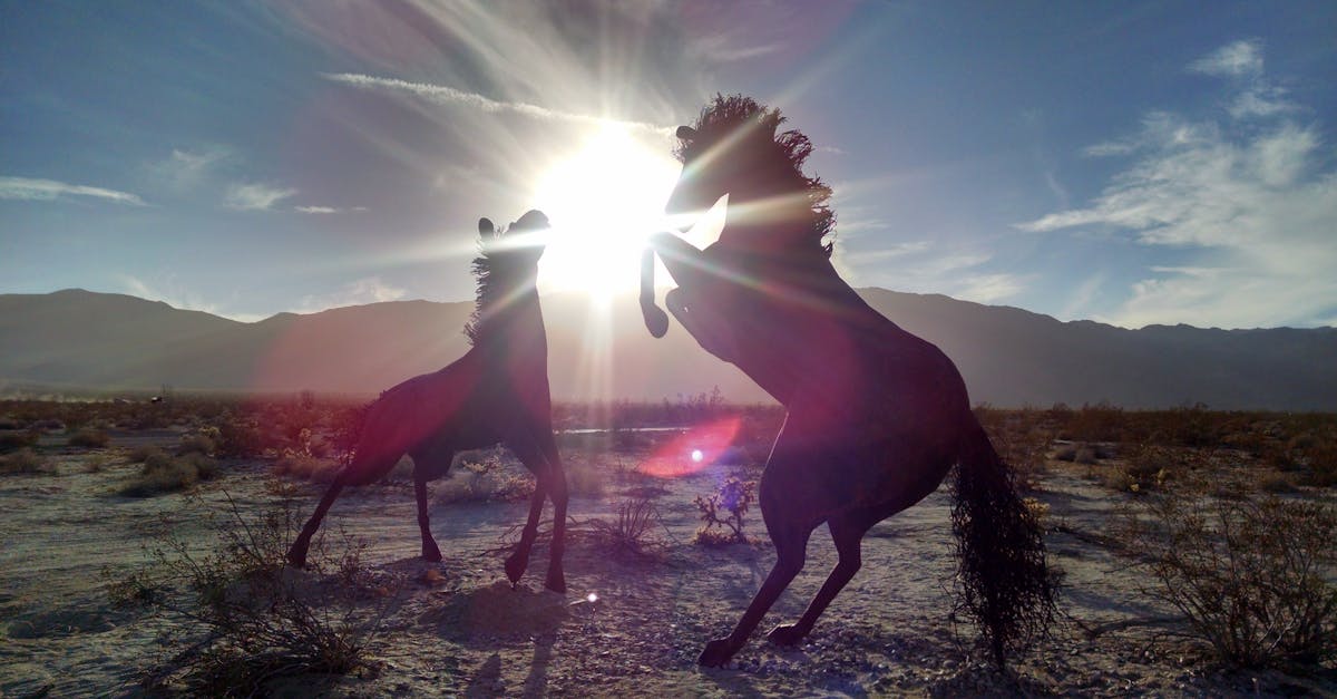 Silhouettes of 2 Horse Near Mountain during Daytime