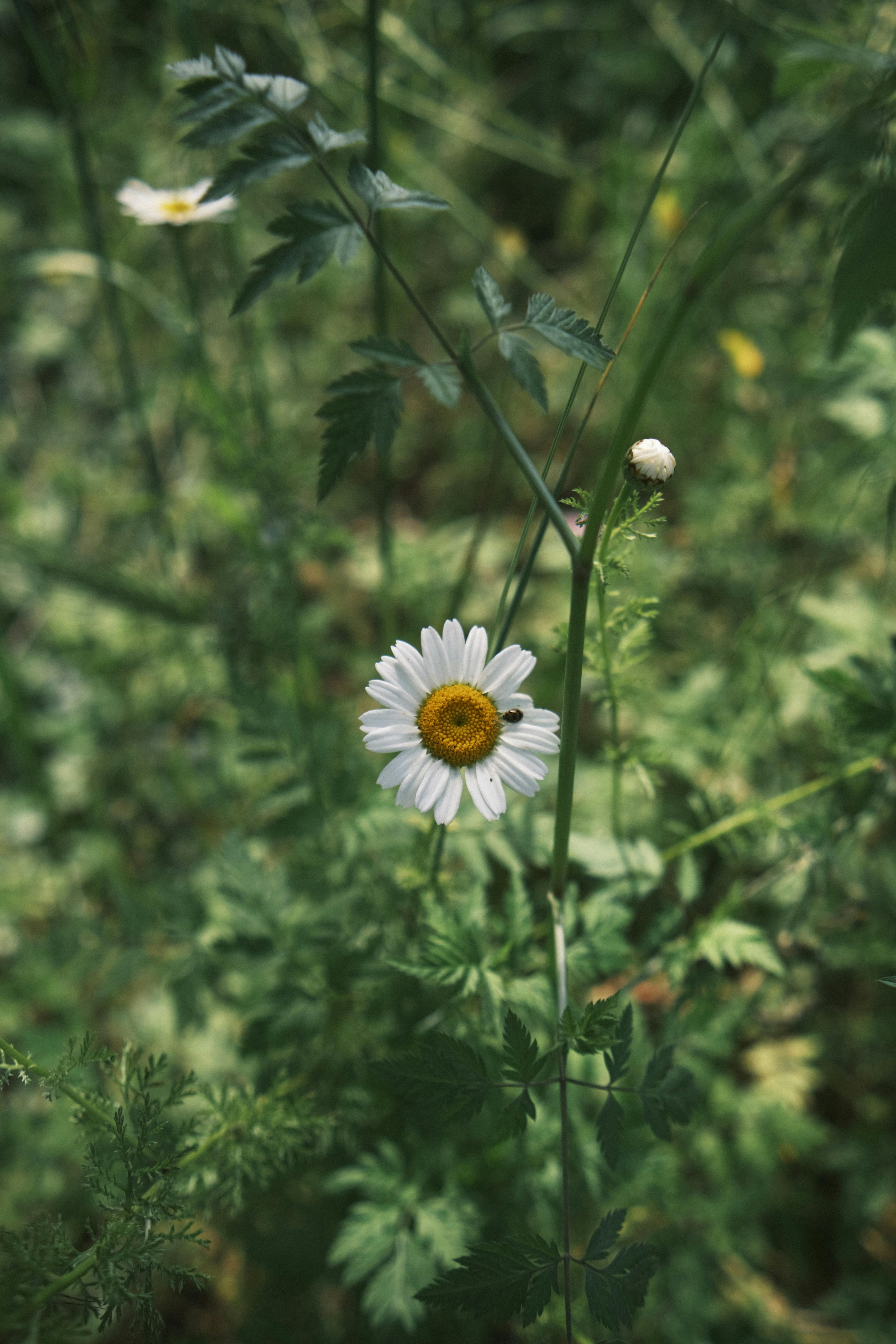 A vibrant daisy in a lush green meadow, captured in natural light.