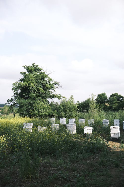 Bee Hives in the Meadow