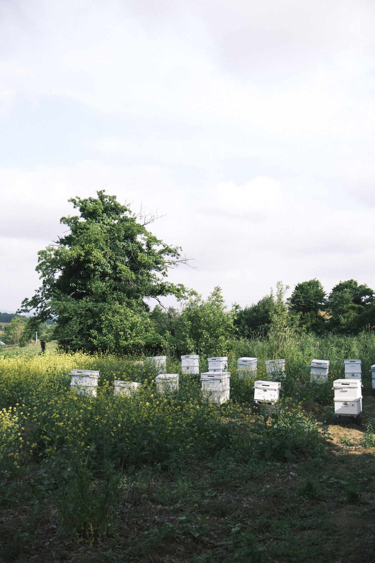 Rucher dans un environnement naturel
