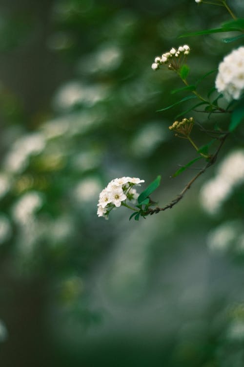 White Flowers on a Tree Branch