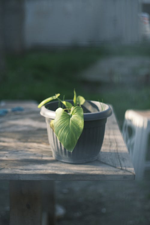 Potted Plant on a Wooden Garden Table
