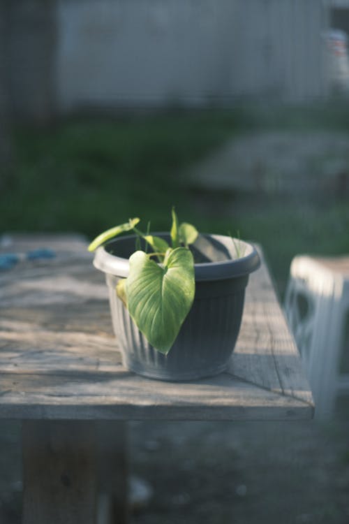 Foto stok gratis botani, Daun-daun, homolomena