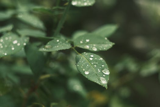 A detailed close-up of fresh green leaves with dew droplets after rain, evoking growth and tranquility.