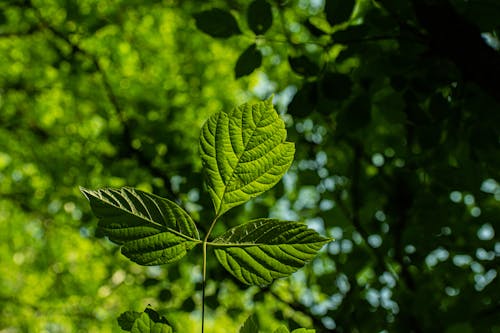 Ilmainen kuvapankkikuva tunnisteilla auringonvalo, aurinko, aurinkopalkit