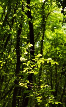 Captivating view of sunlit green leaves in a lush summer forest, perfect for nature themes.