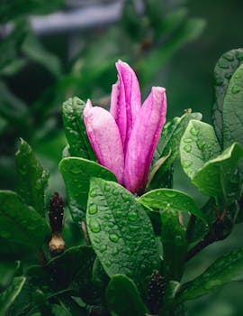 Close-up of a pink magnolia bud with raindrops on leaves in Żyrardów, Mazowieckie, Poland.