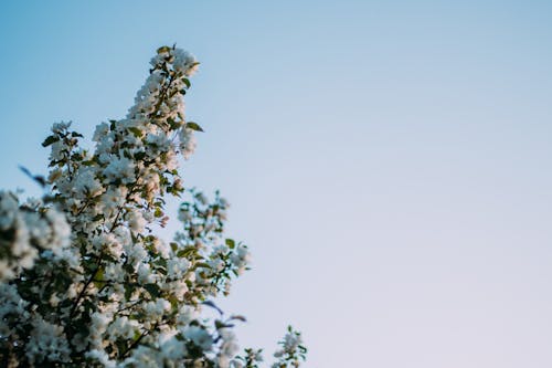 Immagine gratuita di fiori bianchi, foglie, melo