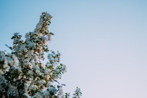 Free Apple blossoms with white flowers blooming under a clear blue sky in spring. Stock Photo