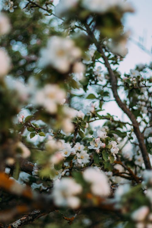 Kostenloses Stock Foto zu apfelbaum, äste, blüten