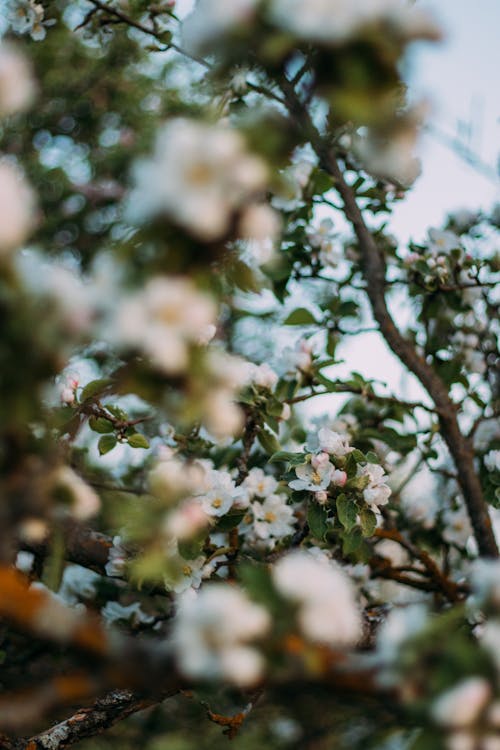 Gratis lagerfoto af æbletræ, blomster, fjeder