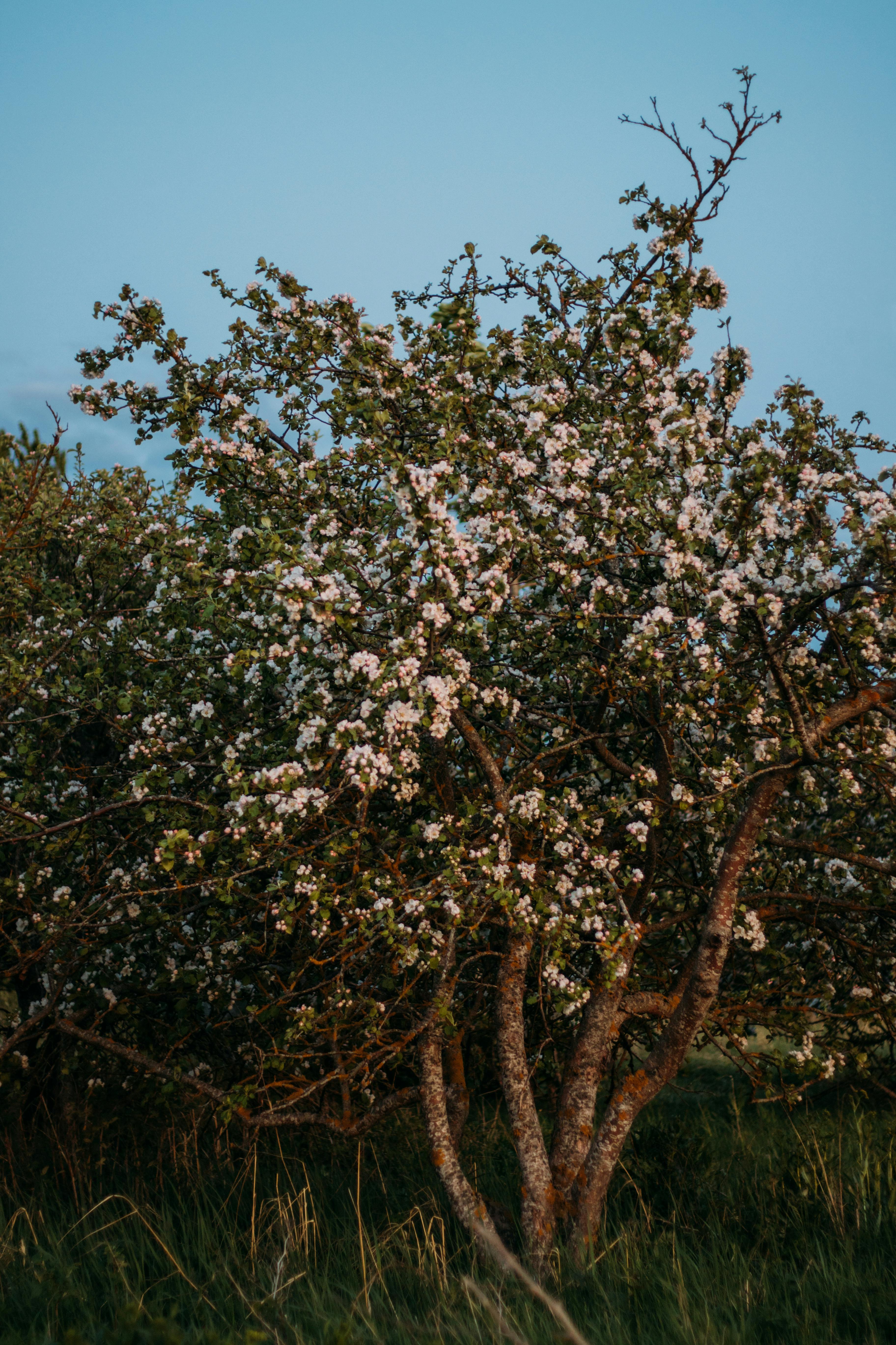 A vibrant apple tree with white blossoms captured during golden hour in springtime.