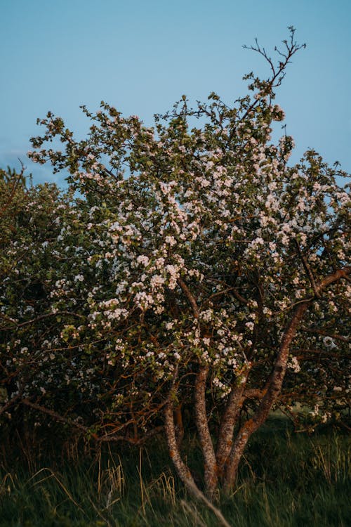 Darmowe zdjęcie z galerii z białe kwiaty, jabłoń, pionowy strzał