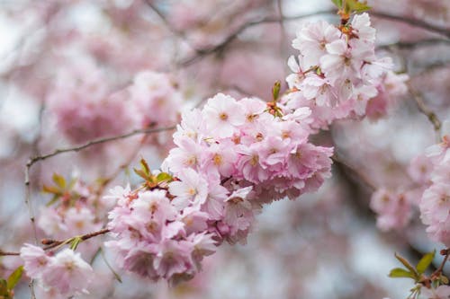 바탕화면, 봄, 분홍색의 무료 스톡 사진