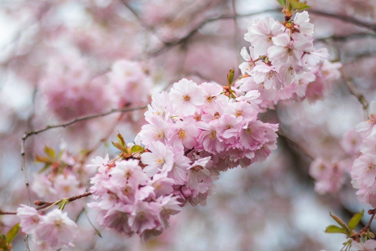 lovely pink cherry blossoms in full bloom during springtime in yrard w