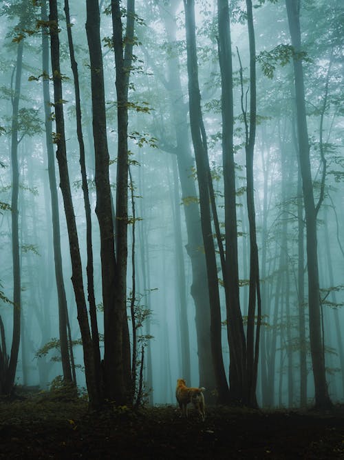 Dog in a Forest on a Foggy Day 