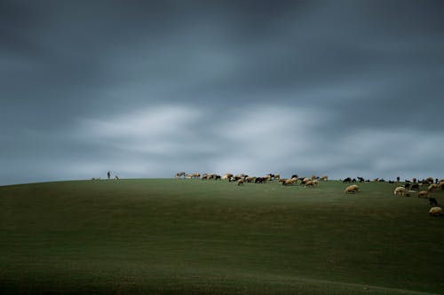 Flock of Sheep on Hill