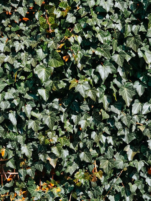 Leaves of Ivy