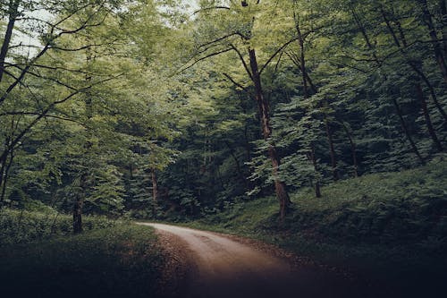 Fotobanka s bezplatnými fotkami na tému cestička, krajina, les