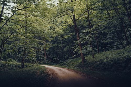 Free Tranquil dirt road winding through a lush forest in summer, showcasing vibrant green foliage. Stock Photo
