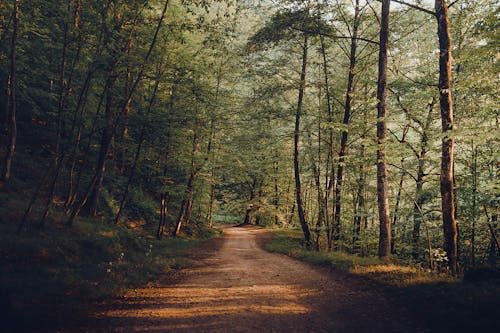 Dirt Road Passing through a Forest 