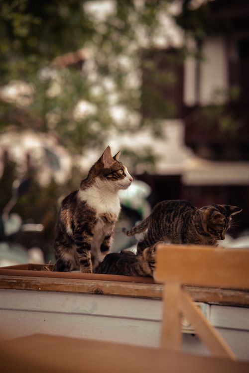 Free Three cats lounging in an outdoor space on a sunny day, surrounded by nature. Stock Photo