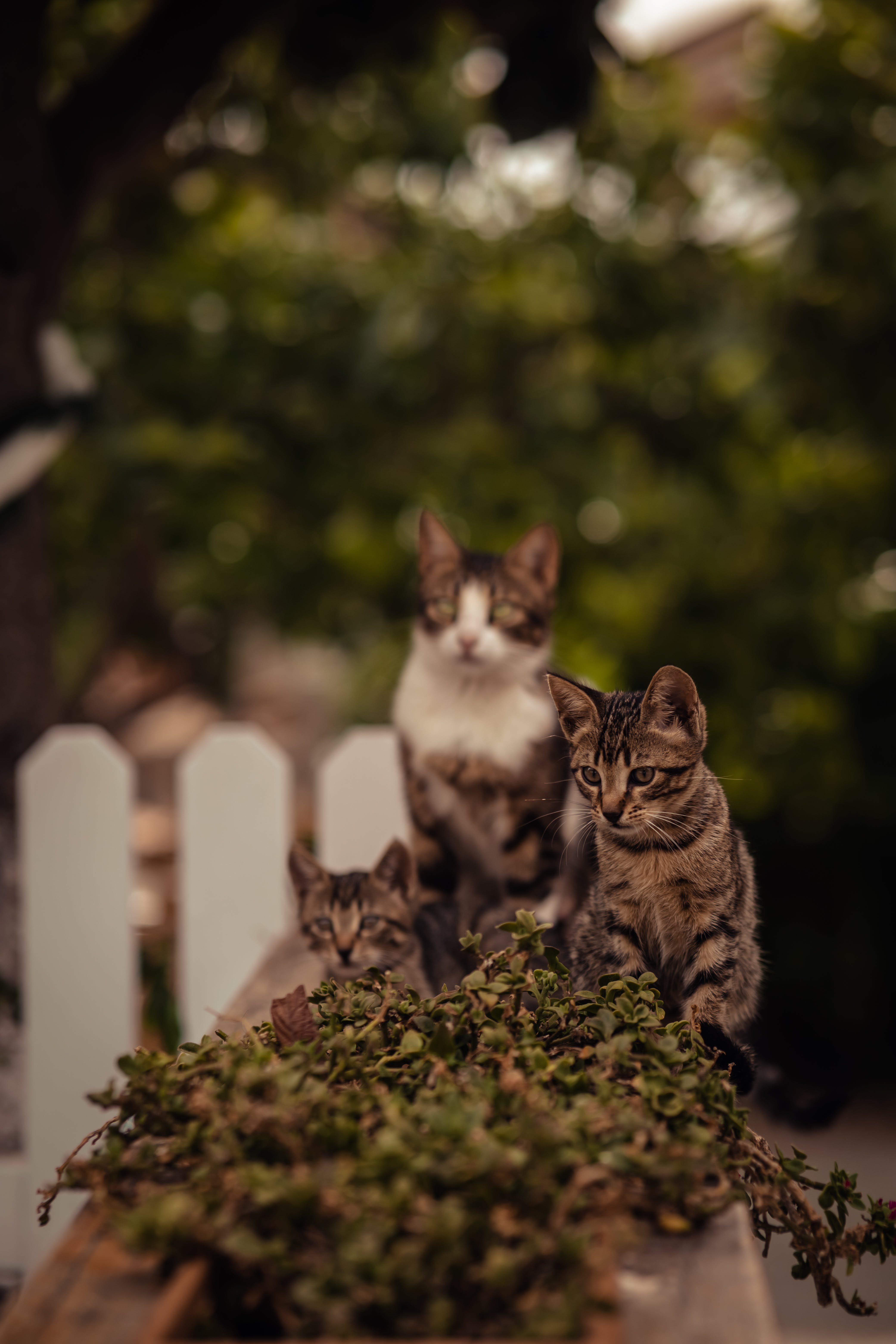 Three cute kittens curiously exploring a garden setting in the summer, with lush greenery in the backdrop.