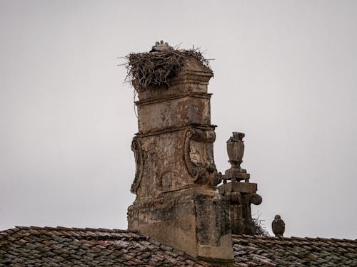 Gratis stockfoto met beest, dak, gotische architectuur
