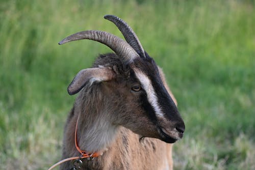 Close-up of Goat with Collar